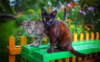 Cats bench garden flower tree - flower and trees free wallpaper