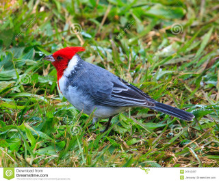 Red gray bird green field - domirinic fegallia free wallpaper