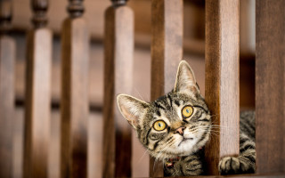 Curious white cat peeking wooden - its eye wide open free wallpaper
