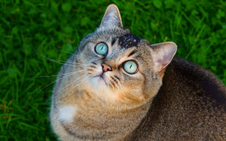 Blue eyed cat looking up 3 - grass free wallpaper