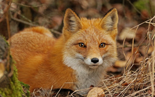 Red fox sitting woods sad - sad free wallpaper