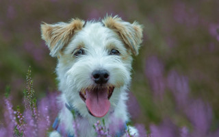 Dog collar flower field blurry - tongue free wallpaper for desktop