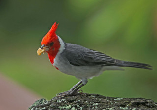 Red gray bird yellow beak - mossy free wallpaper