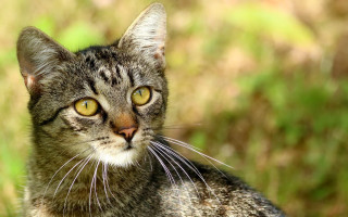 Cat yellow eyes outdoor blurry - a blurry background of grass free wallpaper for desktop