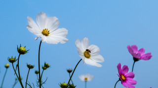 Flowers bee macro blue sky - a group of flowers free wallpaper
