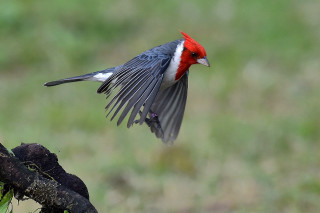 Red head bird flying tree - photograph free wallpaper