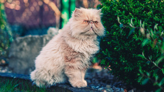 Cat sitting rock bush looking - a bush free wallpaper