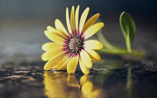 Yellow flower red center water - a yellow flower free wallpaper