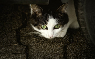 Black cat green eyes curious 2 - floor free wallpaper for desktop