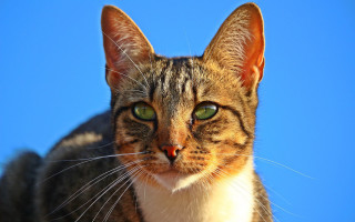 Cat green eyes blue sky - a cat free wallpaper