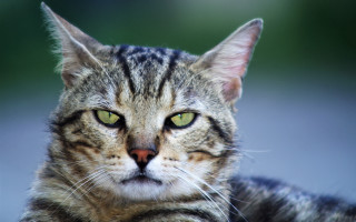 Cat green eyes closeup blurry - a close up of a cat free wallpaper