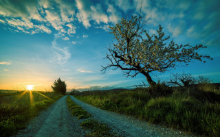 Dirt road tree sunset clouds 2 - a dirt road free wallpaper for desktop