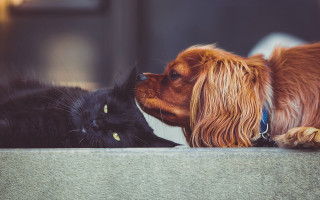 Dog cat laying kissing outside - a dog and a cat free wallpaper