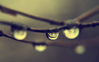 Water drops branch macro night - anthony s waters free wallpaper