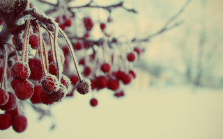 Berries snow ice red blood - a bunch of berries free wallpaper