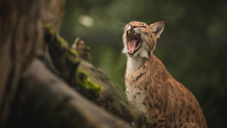 Cat yawning tree branch forest - a cat free wallpaper