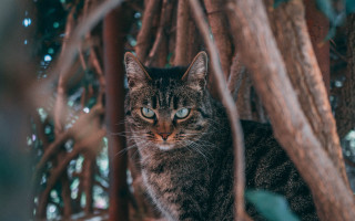 Sad cat in tree photorealistic - sad free wallpaper