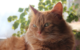 Cat window sill green eye - a cat free wallpaper