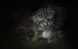 Black cat green eyes leaves - the camera in the dark free wallpaper for desktop