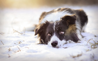 Dog snowing winter blurry footprints - his head on free wallpaper