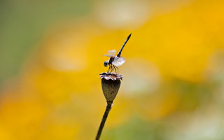 Insect flower stem macro ecological - yellow flower free wallpaper