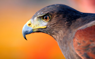 Bird prey closeup orange yellow - sharp focus free wallpaper