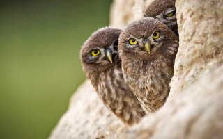 Two owls rock wall yellow - their eye free wallpaper