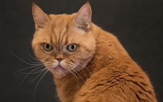Cat closeup blackbackground whitepupil animalportrait - a close up of a cat free wallpaper