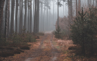 Dirt road forest fog branch - a dirt road in the middle of a forest free wallpaper