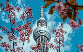 Tower pink flowers blue sky - japan aya goda free wallpaper