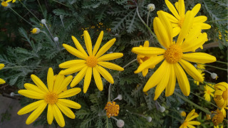 Yellow flowers vase table background - a plant in the background free wallpaper