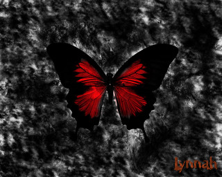Red butterfly black wings lyndall - black wing free wallpaper