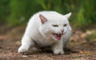 White cat open mouth teeth - its mouth open free wallpaper