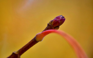 Flower bud red stem gradient - a stem free wallpaper for desktop