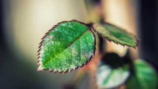 Green leaf macro shallow depth 2 - anne rigney free wallpaper
