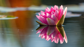 Pink lily flower reflection leaf - top of a lake next free wallpaper for desktop