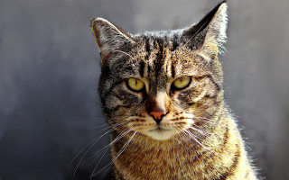 Cat yellow eyes serious look 4 - animal photography free wallpaper