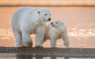 Polar bear mother cub lake - the shore of a lake free wallpaper for desktop