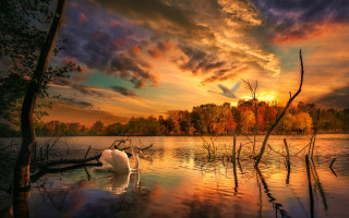 Swan lake sunset bird sky - a swan free wallpaper