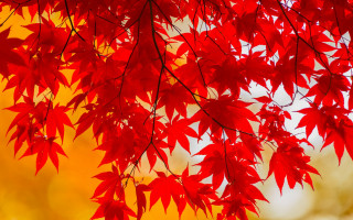 Red tree sunlight autumn leaves - aimitsu free wallpaper