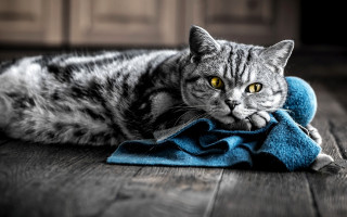 Black cat yellow eyes towel - a towel free wallpaper