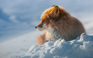 Fox snowy hillside outdoors wildlife - top of a pile free wallpaper