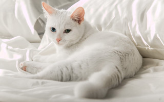 White cat white bed blue - the bed free wallpaper