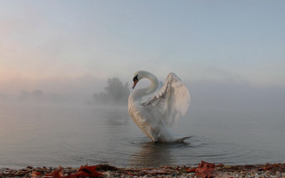 Swan foggy water wings spread - mist free wallpaper for desktop