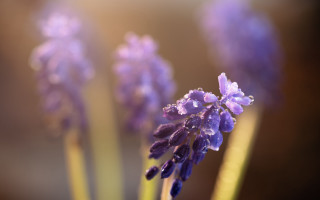 Lavender water drops closeup bokeh - drop of water free wallpaper for desktop
