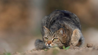 Cat walking park grass dirt - clovis trouille free wallpaper