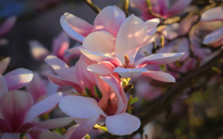 Pink flowers blooming impressionist bokeh - boetius adamsz bolswert free wallpaper