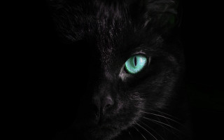 Black cat green eyes gothic 5 - the camera free wallpaper for desktop