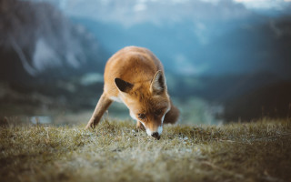 Fox grass mountains blue sky - caspar wolf free wallpaper