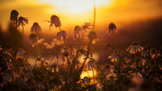 Flower field sunset clouds impressionist - the sky above them free wallpaper